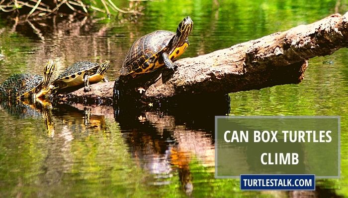 Can Box Turtles Climb? Shocking Truth!