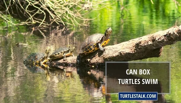 Can Box Turtles Swim? The Truth You Need to Know!