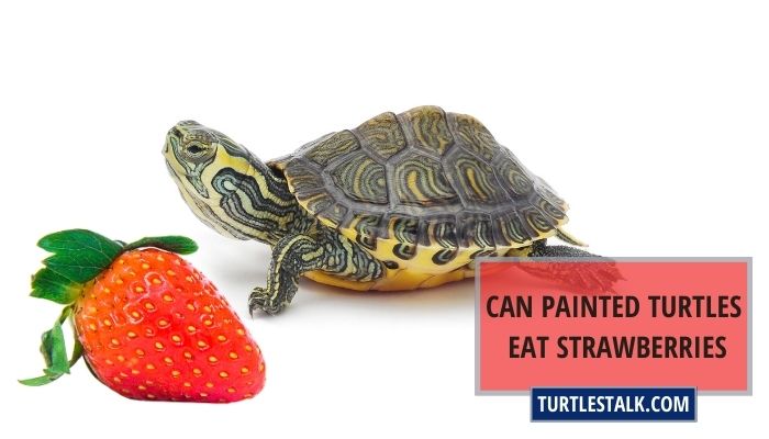 Can Painted Turtles Eat Strawberries