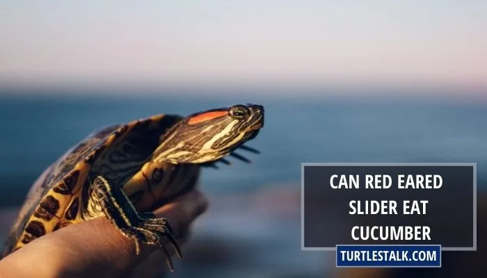 Can Red-Eared Slider Eat Cucumber? – Green And Healthy Treat