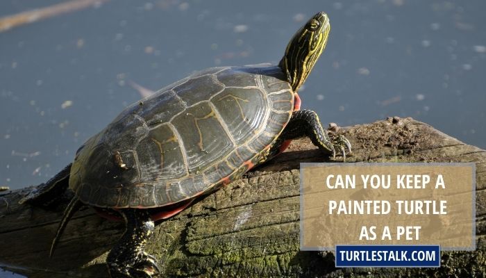 Can You Keep a Painted Turtle as a Pet? A Proper Guide