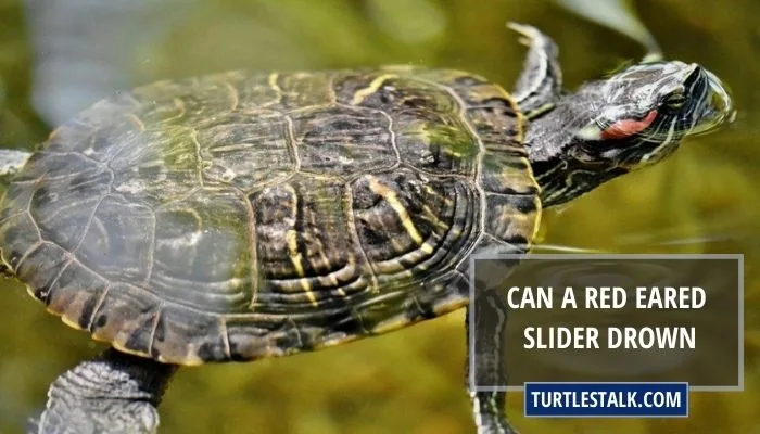 Can a Red Eared Slider Drown