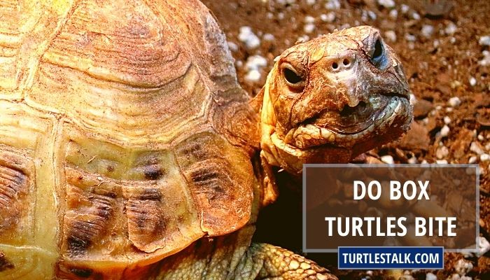 Do Box Turtles Bite? What Could be the Reason?