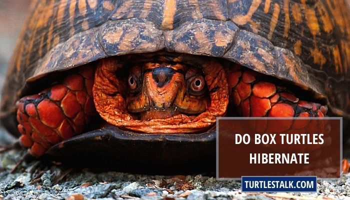 Do Box Turtles Hibernate? Fact You Need to Check!