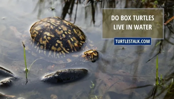 Do Box Turtles Live in Water? Or They Stay on Land!