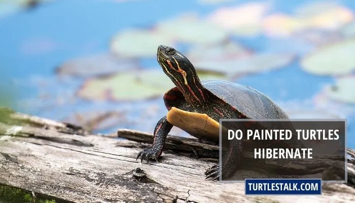 Do Painted Turtles Hibernate? – Surviving The Winter