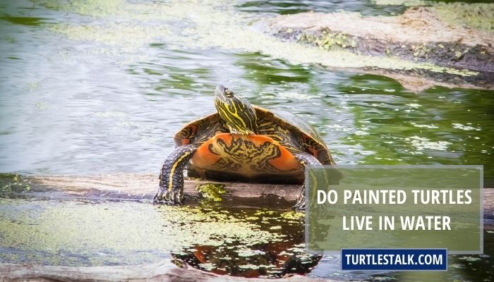 Do Painted Turtles Live in Water