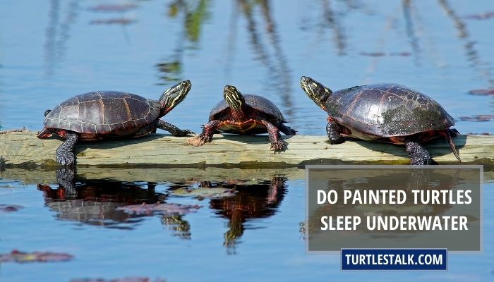 Do Painted Turtles Sleep Underwater
