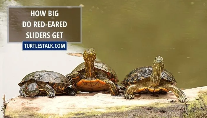 How Big Do Red-Eared Sliders Get