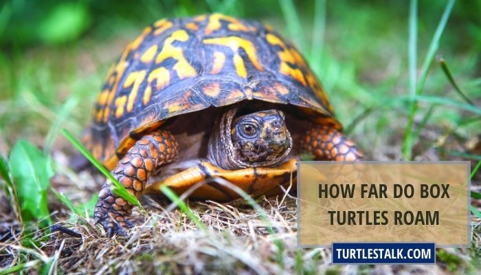 How Far Do Box Turtles Roam? Learn About Their Habitat and Behaviors