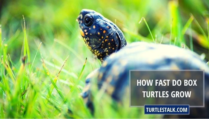 How Fast Do Box Turtles Grow