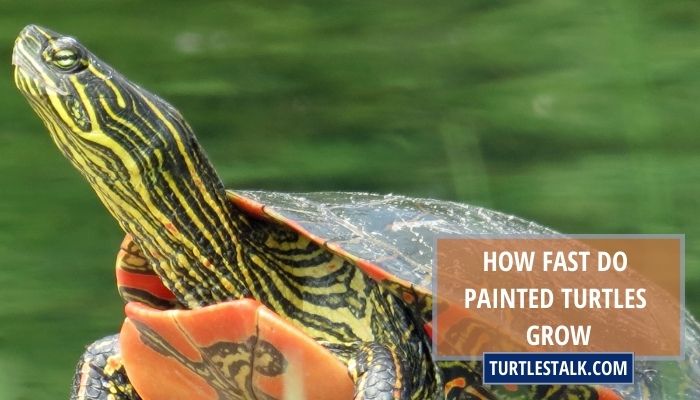 How Fast Do Painted Turtles Grow? – Growth Stages of Painted Turtles