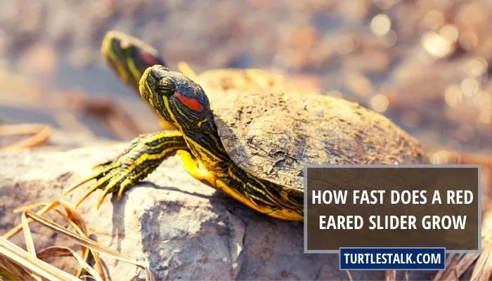 How Fast Does a Red Eared Slider Grow