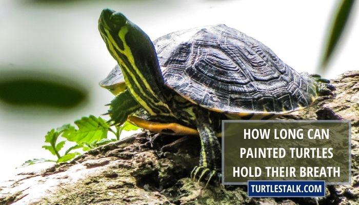 How Long Can Painted Turtles Hold Their Breath? – Breath-Holding Wonders