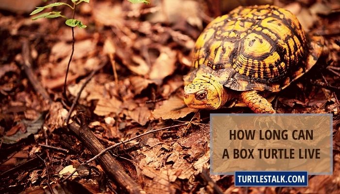 How Long Can a Box Turtle Live? Secret Revealed of Their Longevity!