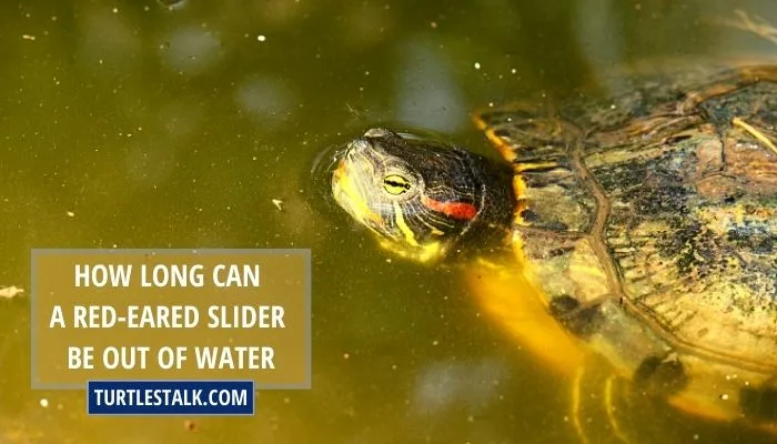 How Long Can a Red-Eared Slider Be Out of Water? A Comprehensive Guide to Maintaining Optimal Health.