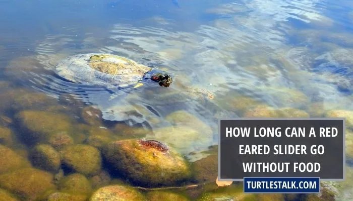 How Long Can A Red-Eared Slider Go Without Food?