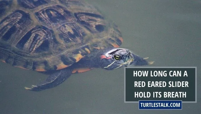 How Long Can a Red-Eared Slider Hold Its Breath? You Won’t Believe It!