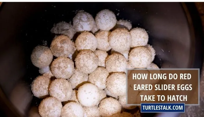 How Long Do Red-Eared Slider Eggs Take to Hatch?