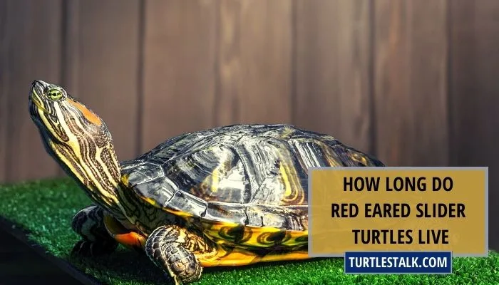 How Long Do Red Eared Slider Turtles Live