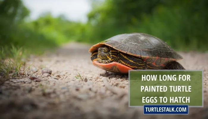 How Long for Painted Turtle Eggs to Hatch