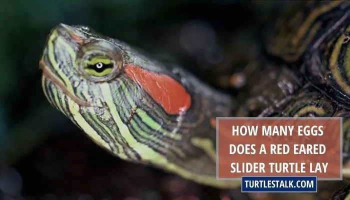 How Many Eggs Does A Red Eared Slider Turtle Lay? – Counting The Clutch