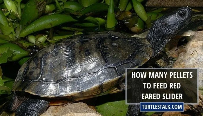 How Many Pellets to Feed Red Eared Slider