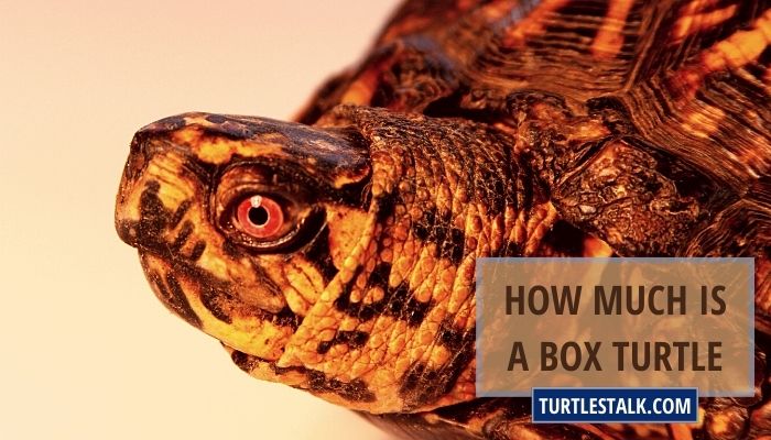 How Much Is a Box Turtle? Buying And Care Guide!
