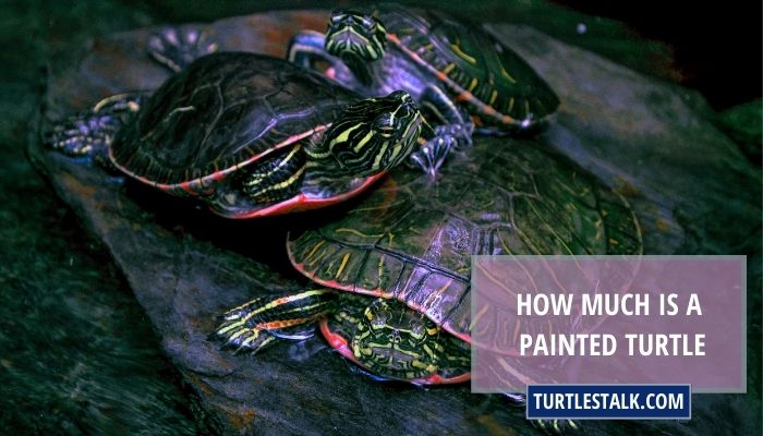 How Much Is a Painted Turtle