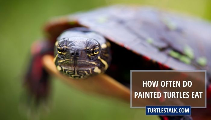 How Often Do Painted Turtles Eat