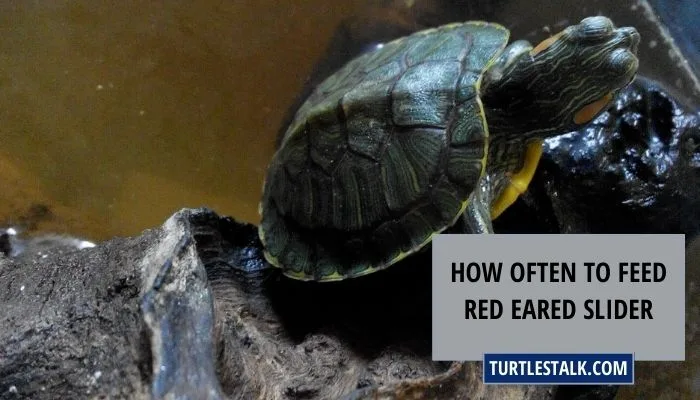 How Often to Feed Red Eared Slider