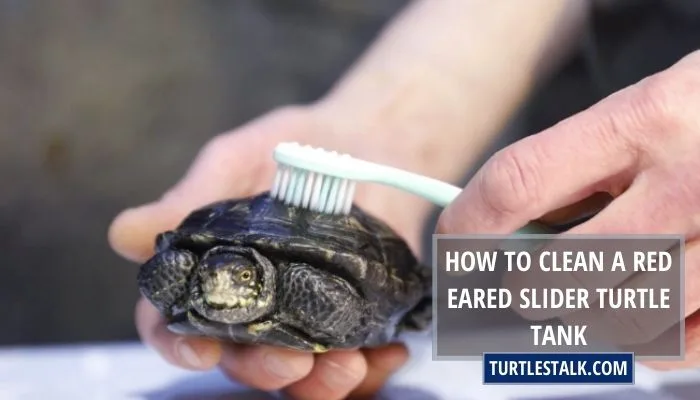 How To Clean A Red Eared Slider Turtle Tank? – Tank Maintenance 101