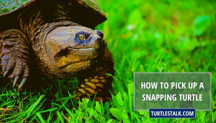 How to Pick Up a Snapping Turtle? The Most Effective Way to Handle Them