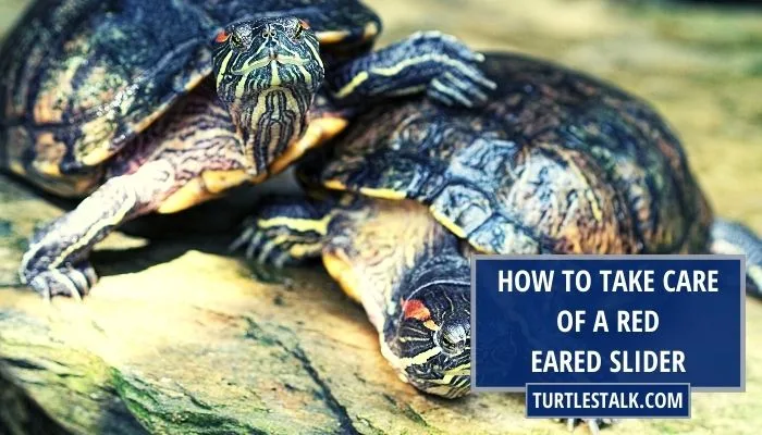 How to Take Care of a Red-Eared Slider? A Comprehensive Guide