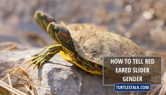 How to Tell Red Eared Slider Gender