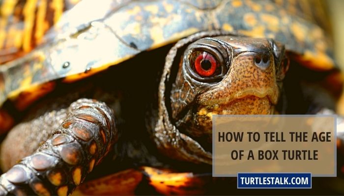How to Tell the Age of a Box Turtle? Every Method Explained!