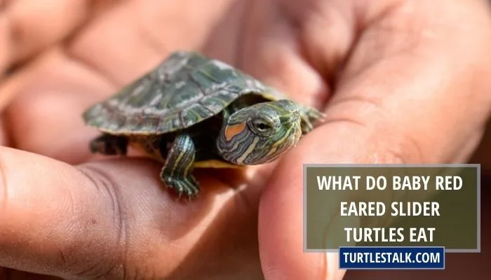 What Do Baby Red Eared Slider Turtles Eat