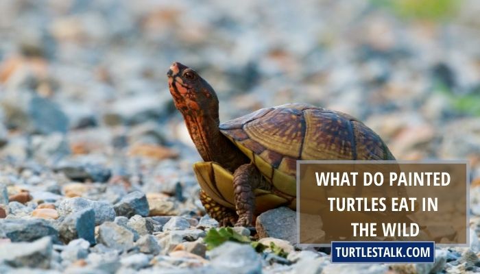 What Do Painted Turtles Eat In The Wild? – A Look At The Varied Diet