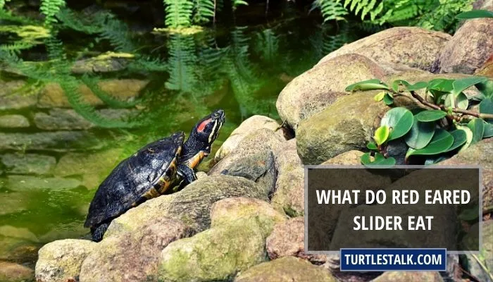 What Do Red Eared Slider Eat