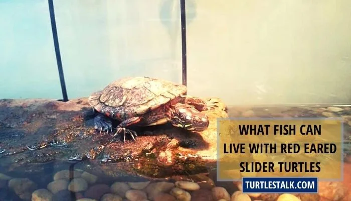 What Fish Can Live With Red Eared Slider Turtles?