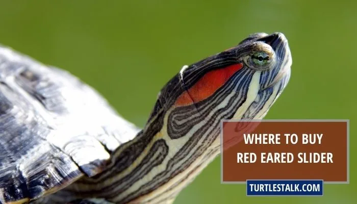Where to Buy Red Eared Slider