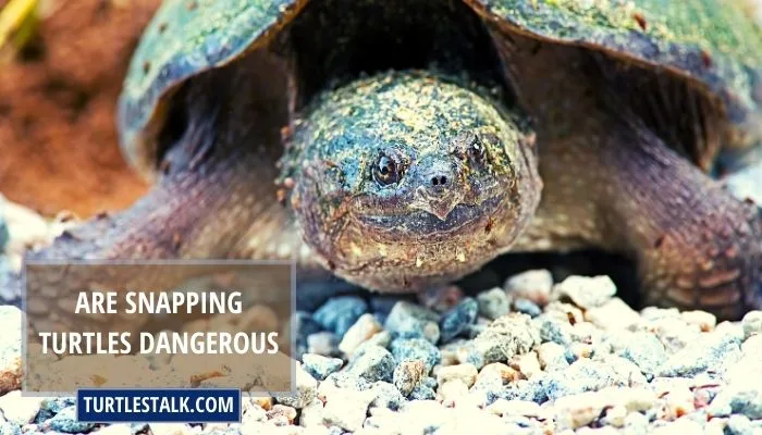 Are Snapping Turtles Dangerous? Unknown Facts!