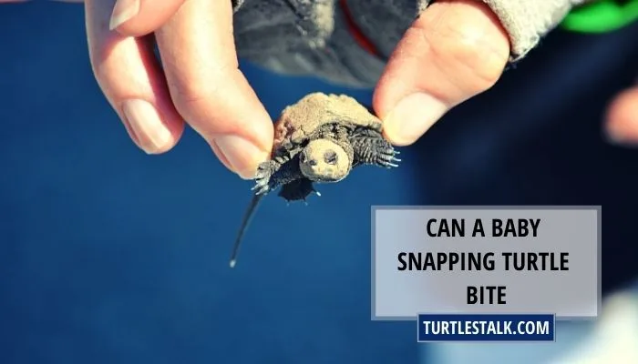 Can a Baby Snapping Turtle Bite