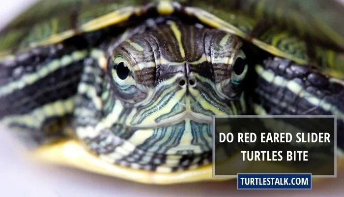 Do Red Eared Slider Turtles Bite
