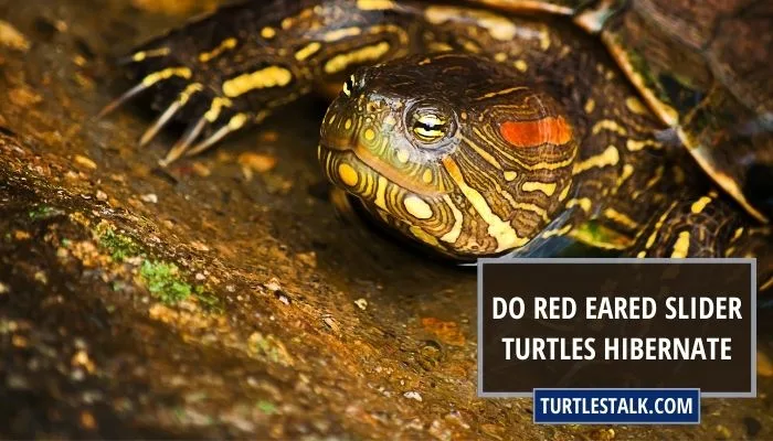 Do Red Eared Slider Turtles Hibernate