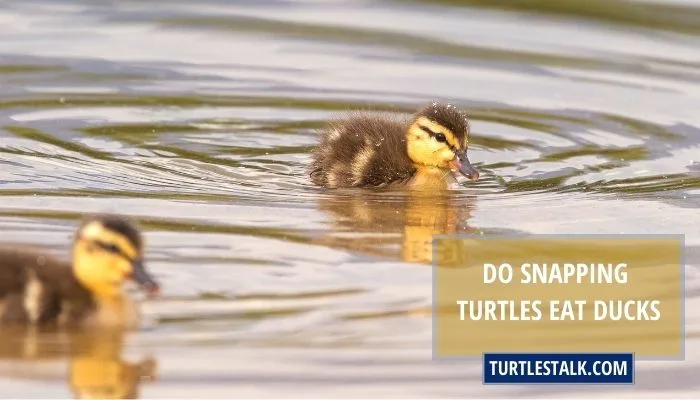 Do Snapping Turtles Eat Ducks? – A Hunter’s Diet