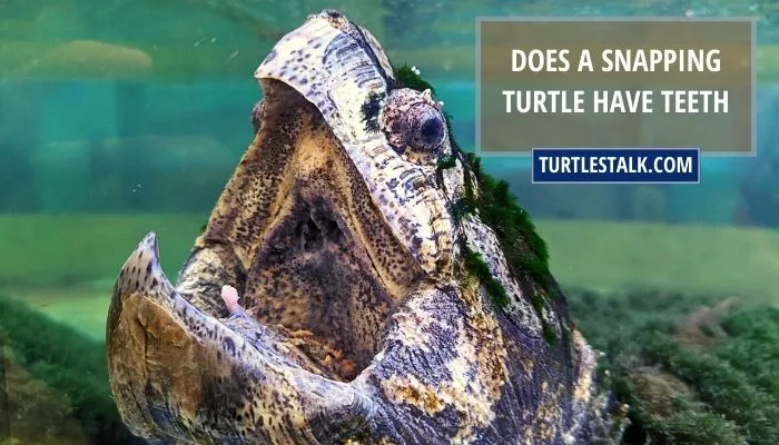 Does a Snapping Turtle Have Teeth