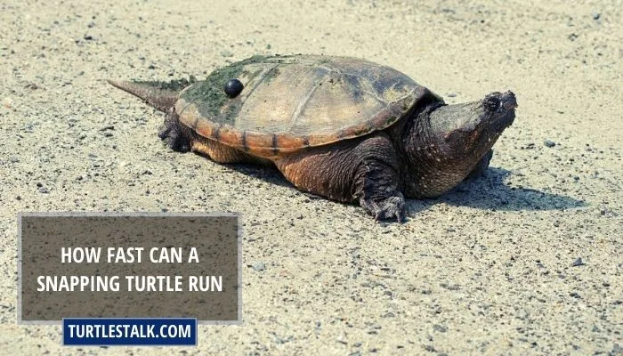 How Fast Can a Snapping Turtle Run? – Exploring Their Running Abilities