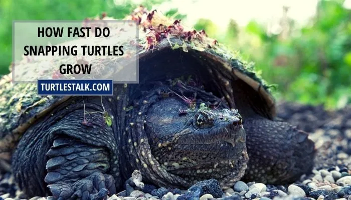 How Fast Do Snapping Turtles Grow? – Growth Spurt of Common Snapping Turtle