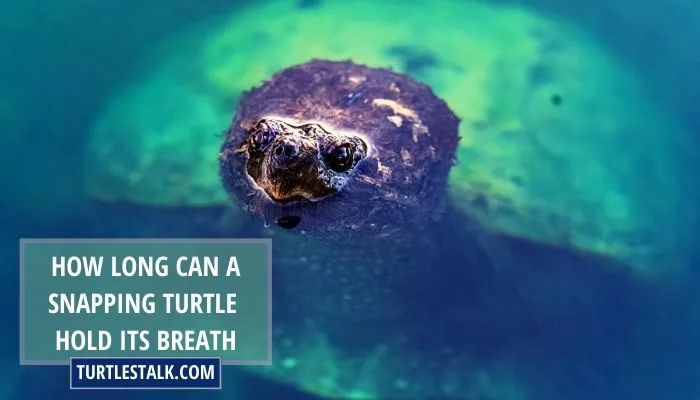 How Long Can A Snapping Turtle Hold Its Breath? Discover Unknown Facts!